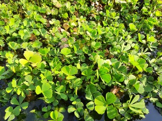 Salviniales, the water ferns. The order Salviniales (formerly known as the Hydropteridales and including the former Marsileales) is an order of ferns in the class Polypodiopsida. 