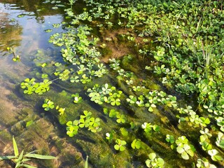 Salviniales, the water ferns. The order Salviniales (formerly known as the Hydropteridales and including the former Marsileales) is an order of ferns in the class Polypodiopsida. 