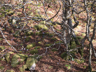 Autumn under the bushes. Rhodope Mountains , Bulgaria.