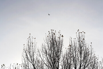 Bare tree with few dry leaves, bird and foggy sky. Beautiful winter landscape.