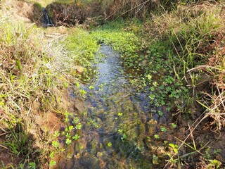Salviniales, the water ferns. The order Salviniales (formerly known as the Hydropteridales and including the former Marsileales) is an order of ferns in the class Polypodiopsida. 