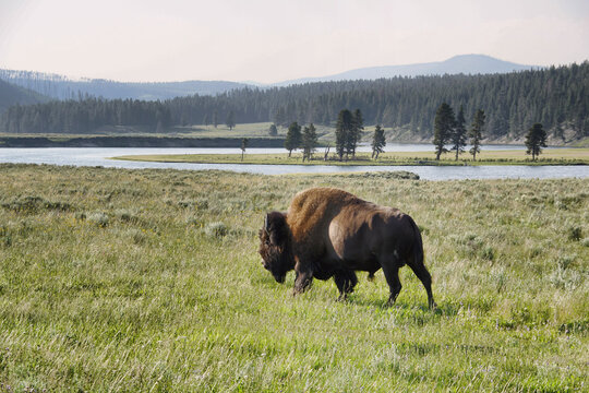 Bison walking across grasslands in Yellowstone