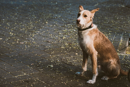 Dog waiting