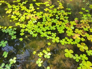 Salviniales, the water ferns. The order Salviniales (formerly known as the Hydropteridales and including the former Marsileales) is an order of ferns in the class Polypodiopsida. 