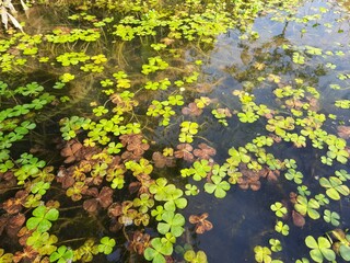 Salviniales, the water ferns. The order Salviniales (formerly known as the Hydropteridales and including the former Marsileales) is an order of ferns in the class Polypodiopsida. 