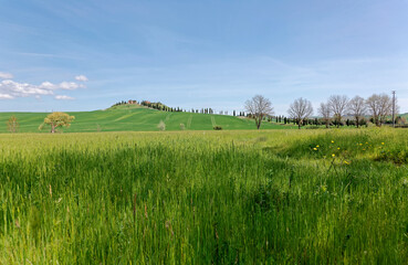 Obraz premium Spring scenery of idyllic Tuscan countryside on a beautiful sunny day, with a green grassy field in foreground & a cypress road leading to a farmhouse on the hilltop in background under blue clear sky