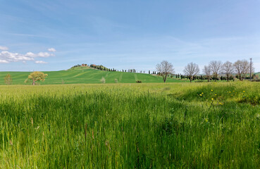 Spring scenery of idyllic Tuscan countryside on a beautiful sunny day, with a green grassy field in foreground & a cypress road leading to a farmhouse on the hilltop in background under blue clear sky