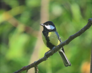 Colorful Great tit (Parus major) perching/posing on a tree branch. Beautiful common bird perching.
