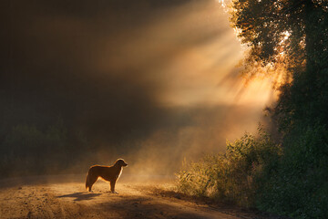 dog in the morning Sun rays. Landscape with a pet. Nova Scotia Duck Tolling Retriever in nature