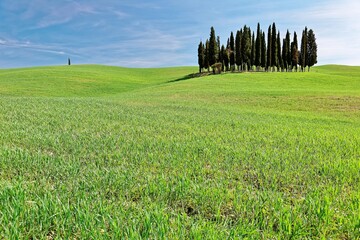 Fototapeta premium Isolated cypress trees standing on the rolling hills of green grassy fields under blue sunny sky in Val d'Orcia near San Quirico, Siena, Italy ~ Typical spring scenery of idyllic Tuscany countryside