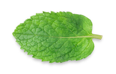 Clipping path. Mint leaves isolated on white background.