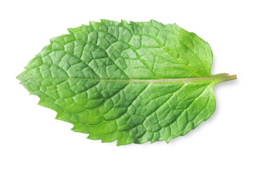 Clipping path. Mint leaves isolated on white background.