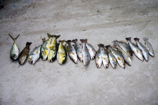 Catch of the day from a local Mexican Fisherman