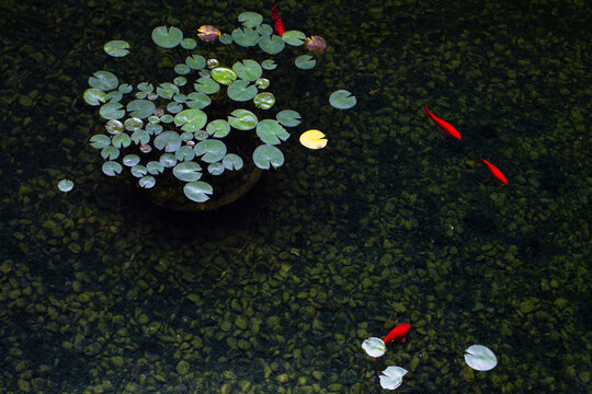 Artificial fishpond