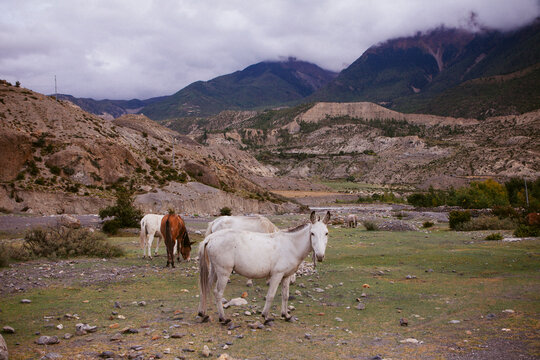 Horses and mules grazing high up in the himalaya.