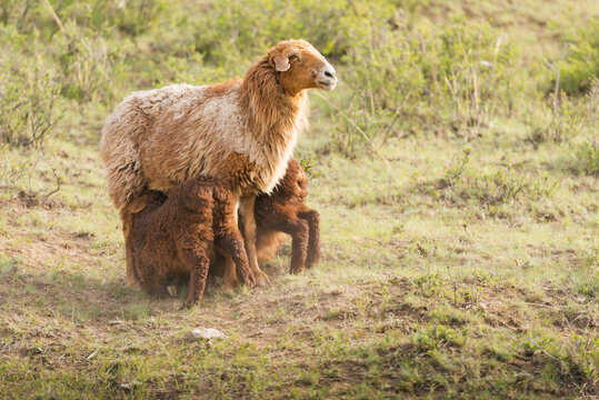 Mother sheep nursing twin lambs on meadow in Shinjang China