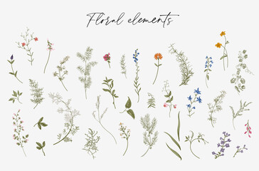 Flowers. Set. Botanical floral vector illustration. Color