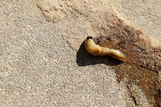 Slug on pavement. Undigested dead mollusk lying in bird droppings and mucus. Horizontal background, banner, poster with copy space, flat lay. Image of nature, urban fauna and animal. Biology theme