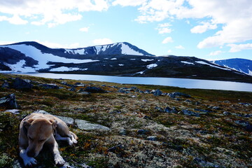 Landscape with lake in Trollheimen