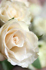 beautiful white roses close up