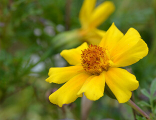 Petite fleur sauvage