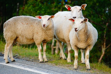 Naklejka na ściany i meble Some sheeps in Norway