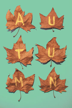 Autumn word written on a maple leaves. Pastel tones.
