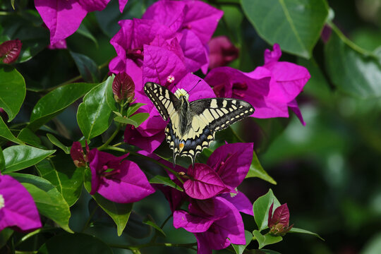 Papillo Bilder – Durchsuchen 164 Archivfotos, Vektorgrafiken und Videos ...