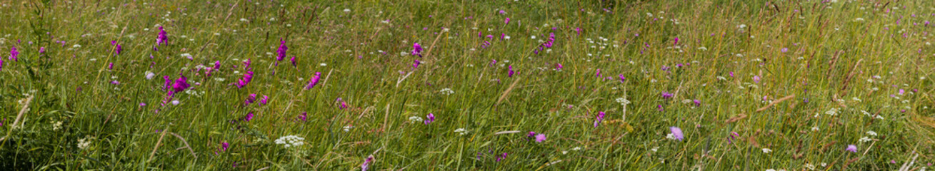 Fototapeta premium Gladiolus flower, scabious in the field 