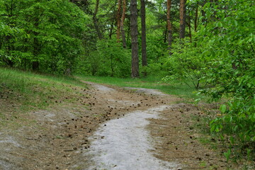 Fototapeta na wymiar a dirt path in a mixed forest