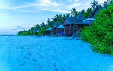 Lush, green leaves of a bush among luxurious palm trees, Maldives.