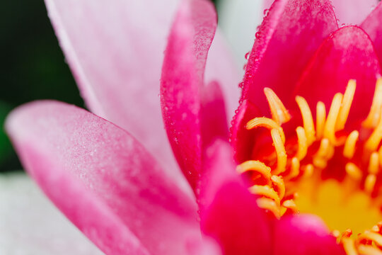 Pink and white waterlily opening to show yellow stamen, in a pond