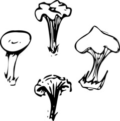 illustration of mushrooms
