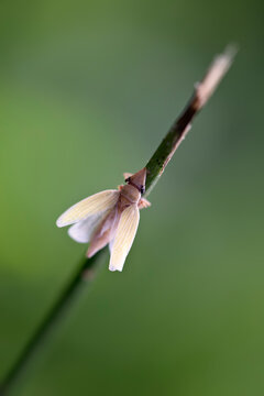 Tiny Leafhopper Insect on a Blade of Grass