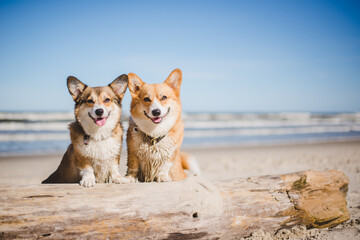 two Happy welsh corgi pembroke dogs on a beach