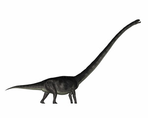 Omeisaurus dinosaur walking isolated in white background - 3D render © Elenarts
