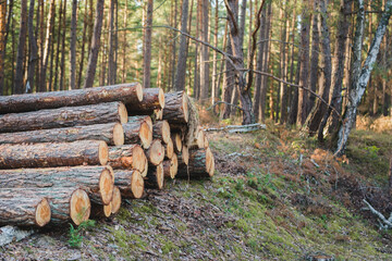 Cut pine wood in the forest 