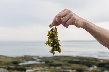 seaweed dangling from a man's hand