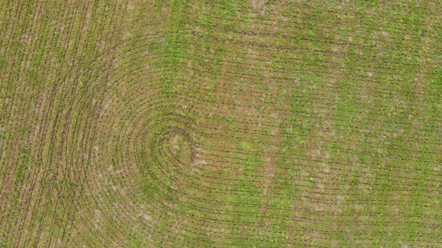 Green and brwon farm land. Drone view. Copy space