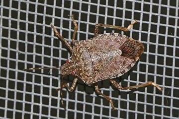 brown marmorated stink bug Latin halyomorpha halys from the pentatomidae family on a screen door in...