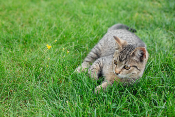 Naklejka na ściany i meble Gray kitten lies in green grass