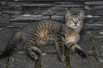 Naklejka na ściany i meble Gray kitten lies in the yard