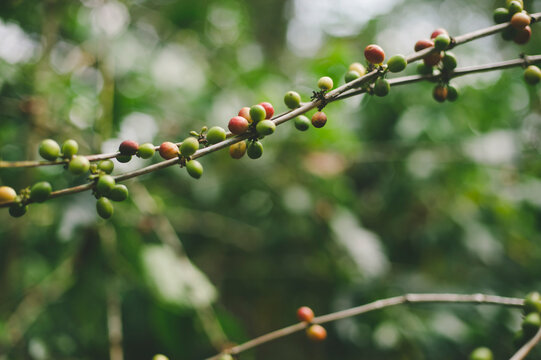 Coffee beans