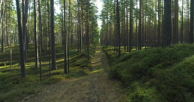 Hiking trail walking path in wild green pine forest moving backwards