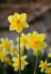Obraz premium Early spring Daffodils ( Narcissus ) in the grounds of Waterperry Gardens