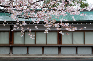 Branches of a beautiful cherry blossom tree (Sakura) blossoming by a traditional Japanese architecture with wooden eaves & window panels in majestic Myoho-ji Buddhist Temple, in Tokyo, Japan