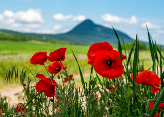 poppies in the field