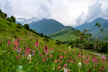 
mountains, flowers,