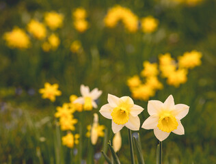 Fototapeta premium Early spring Daffodils ( Narcissus ) in the grounds of Waterperry Gardens