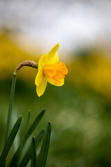 Early spring Daffodils ( Narcissus ) in the grounds of Waterperry Gardens